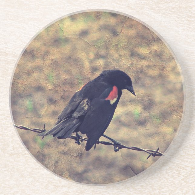 Red Winged Blackbird Coaster (Front)