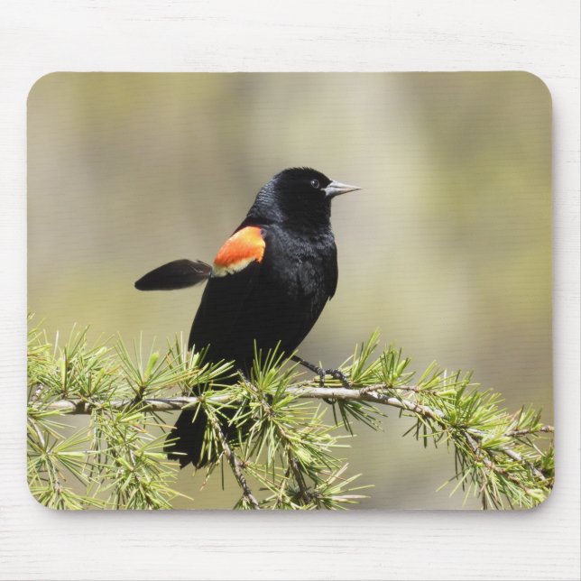 Red Winged Blackbird -feather out of place Mouse Pad (Front)