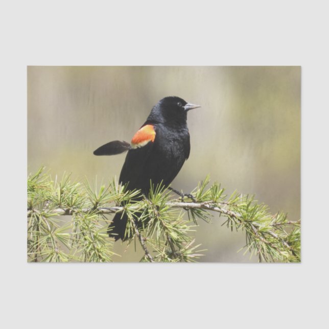 Red Winged Blackbird -Feather out of place Tissue Paper (Front)