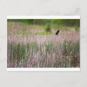 Red-winged Blackbird, Glacier Ridge Metropark Postcard
