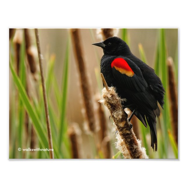 Red-Winged Blackbird in the Marsh Photo Print (Front)
