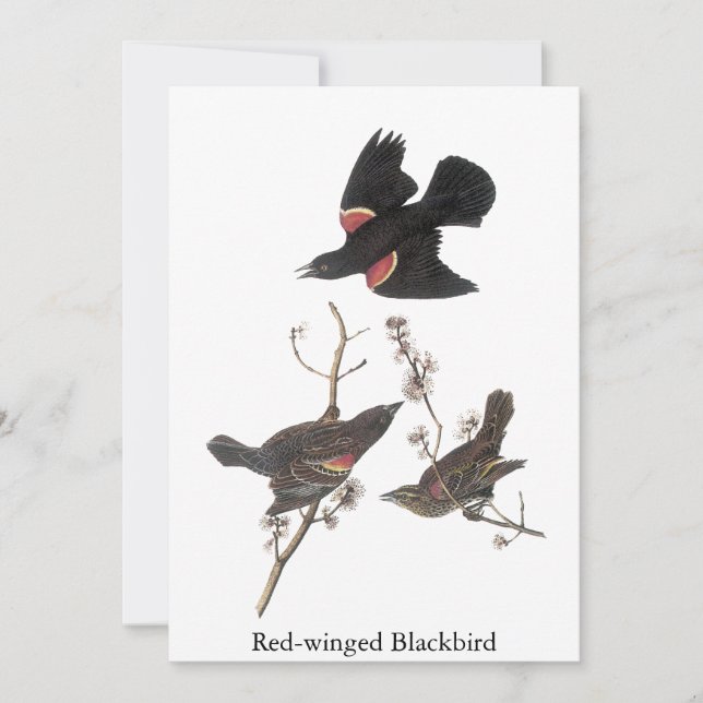 Red-Winged Blackbird, John Audubon Invitation (Front)