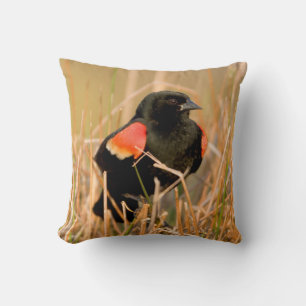 Red-winged Blackbird male singing Cushion