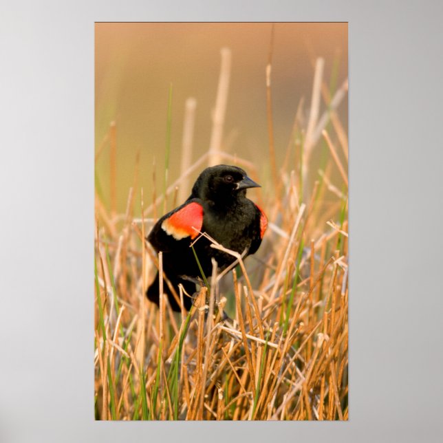 Red-winged Blackbird male singing Poster (Front)