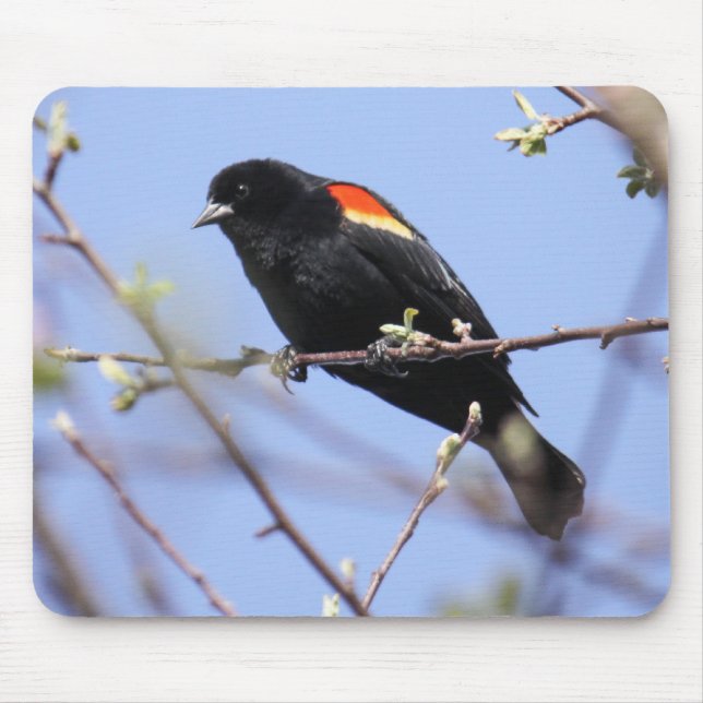 Red-winged Blackbird Mouse Pad (Front)