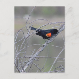 Red-winged Blackbird on a Branch Postcard