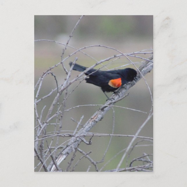 Red-winged Blackbird on a Branch Postcard (Front)