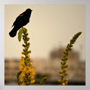 Red-winged Blackbird on Flowers Poster