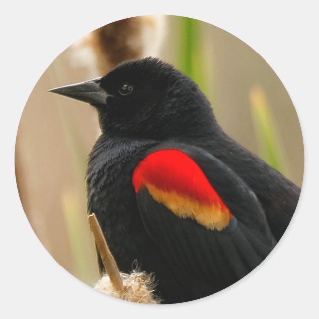 Red-Winged Blackbird on the Bulrush Classic Round Sticker (Front)
