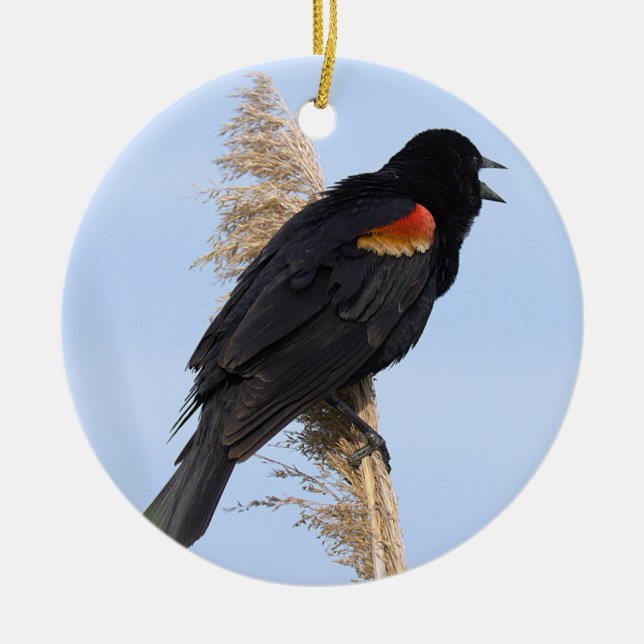 Red-winged Blackbird Ornament  (Front)