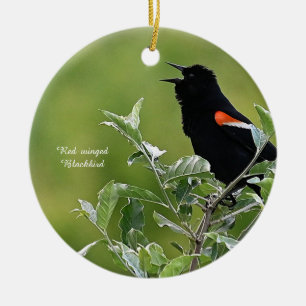 Red-winged Blackbird Ornament