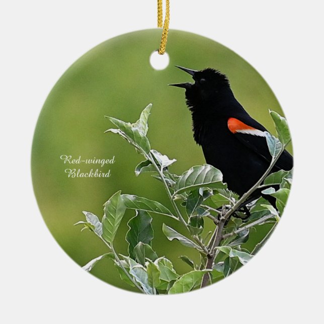 Red-winged Blackbird Ornament  (Front)