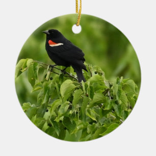 Red-winged Blackbird Photo Ornament