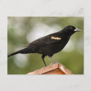 Red Winged Blackbird Photo Postcard