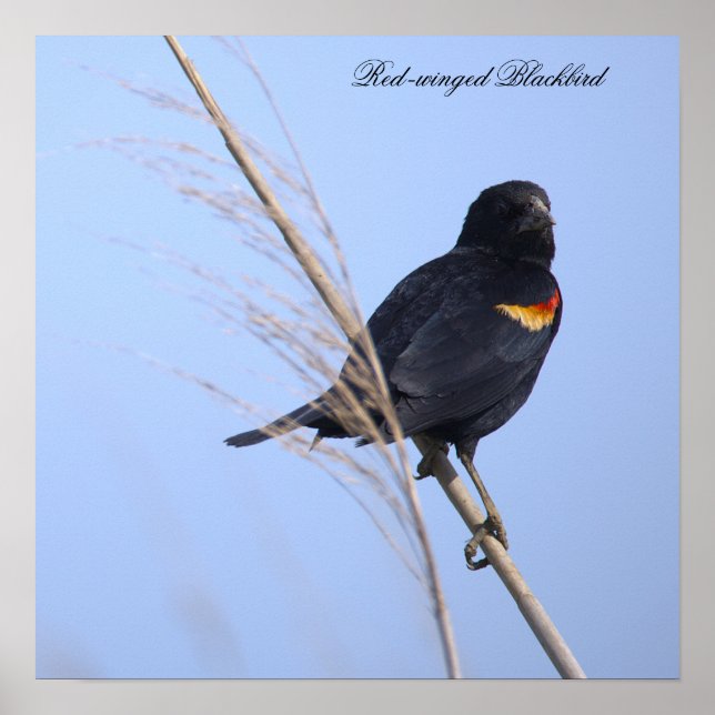 Red-winged Blackbird Photo Poster (Front)