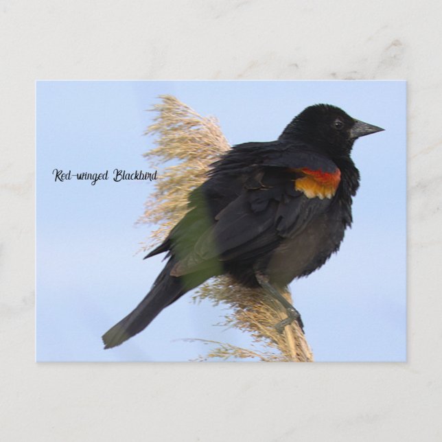 Red-winged Blackbird Postcard (Front)