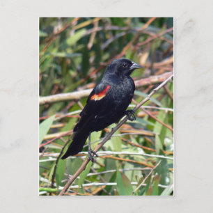 Red-winged Blackbird Postcard