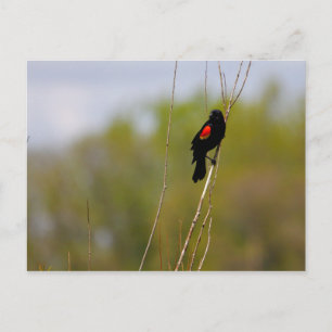 Red-winged Blackbird Postcard