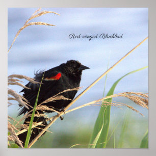 Red-winged Blackbird Poster
