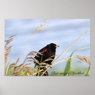 Red-winged Blackbird Poster