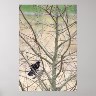 Red-winged Blackbird Poster