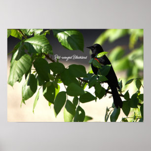 Red-winged Blackbird Poster