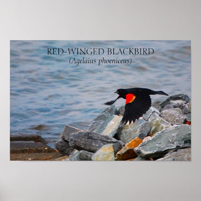 RED-WINGED BLACKBIRD - poster / print (Front)