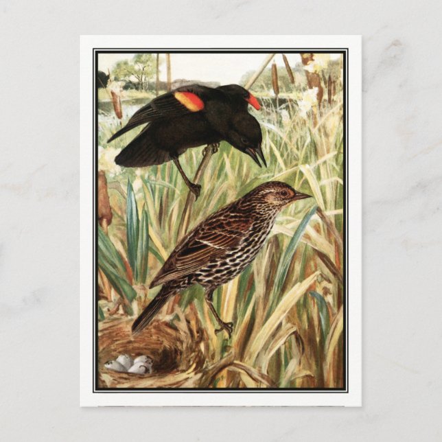 Red-Winged Blackbird - Robert Bruce Horsfall Postcard (Front)
