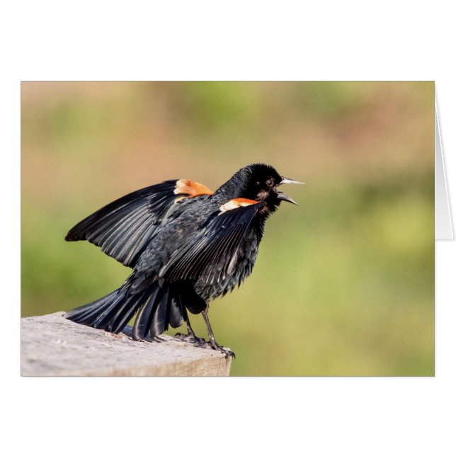 Red Winged Blackbird Singing (Front Horizontal)