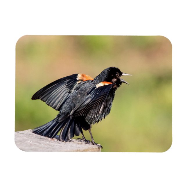 Red Winged Blackbird Singing Magnet (Horizontal)