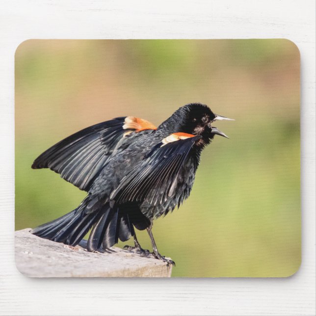 Red Winged Blackbird Singing Mouse Pad (Front)