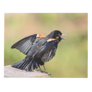 Red Winged Blackbird Singing Notepad