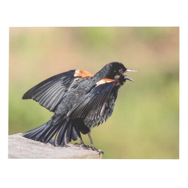 Red Winged Blackbird Singing Notepad (Front)