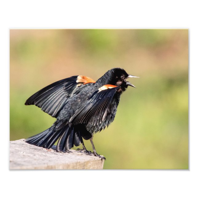 Red Winged Blackbird Singing Photo Print (Front)