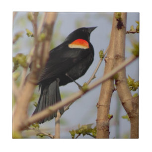 Red-winged Blackbird Tile