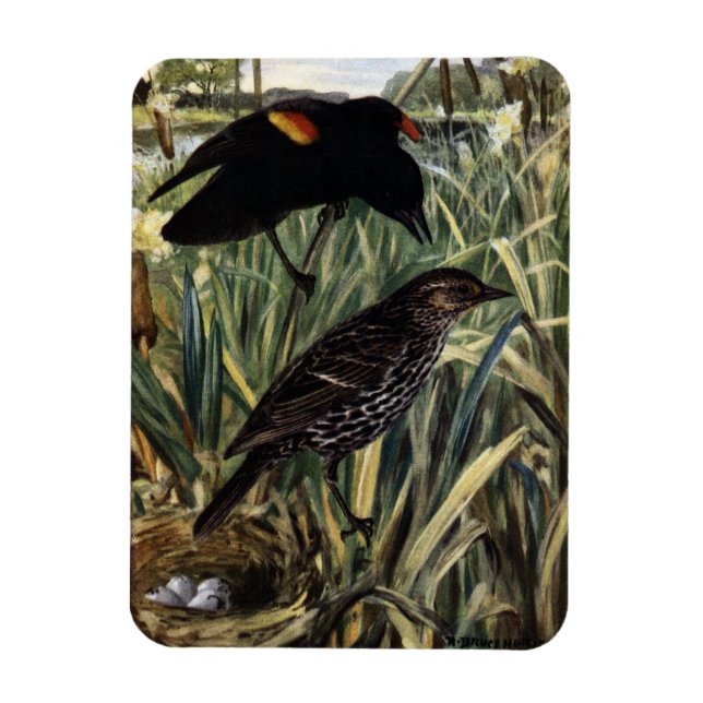 Red-Winged Blackbirds and Nest in Cattails Magnet (Vertical)