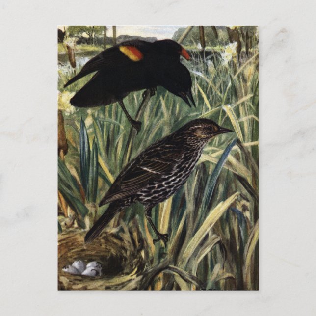 Red-Winged Blackbirds and Nest in Cattails Postcard (Front)