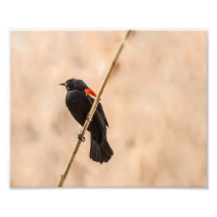 Red Winged Blackbirds in the Reeds Photography Photo Print
