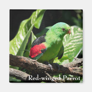Red-winged Parrot on Tree Limb Magnet