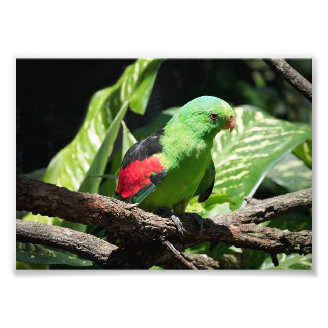 Red-winged Parrot on Tree Limb Photo Print (Front)