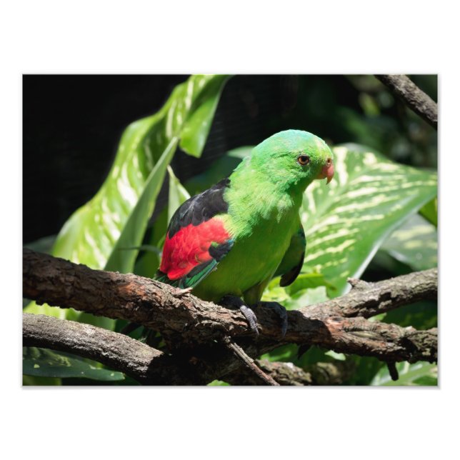 Red-winged Parrot on Tree Limb Photo Print (Front)