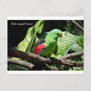 Red-winged Parrot on Tree Limb Postcard