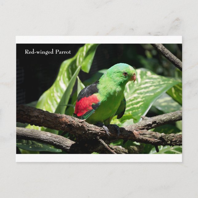 Red-winged Parrot on Tree Limb Postcard (Front)