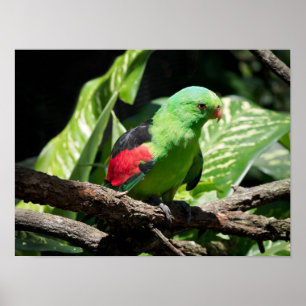 Red-winged Parrot on Tree Limb Poster