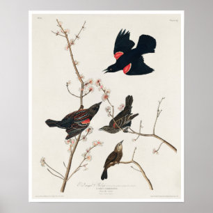 Red winged Starling, or Marsh Blackbird by Audubon Poster