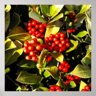 Red winter berries in Jersey Poster