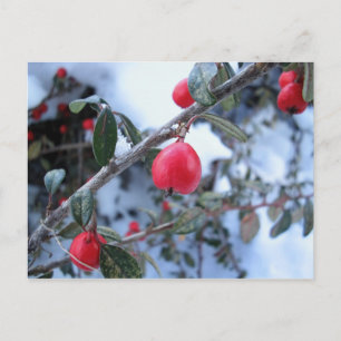 Red winter rosehip berries postcard