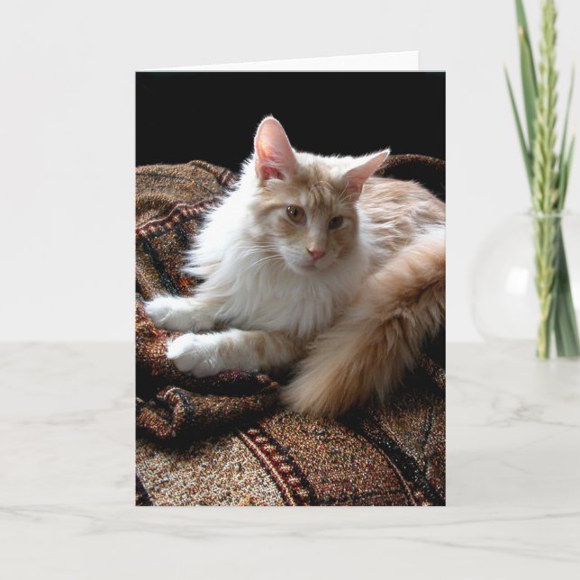 Red with white Maine Coon in the sun Card (Front)