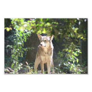 Red Wolf Photo Print