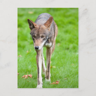 Red Wolf Postcard